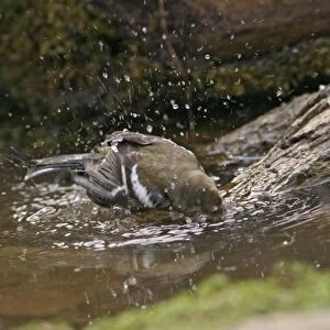 Chaffinch – youngster bathing in woodland pool Bedfordshire UK