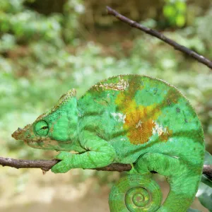 Chameleons