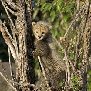 Cheetah - 8 week old cub climbing tree - Maasai Mara Reserve - Kenya