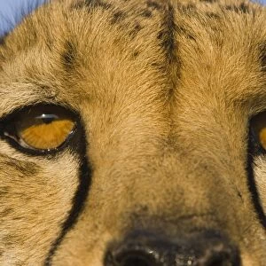 Cheetah - close-up of eyes - Namibia