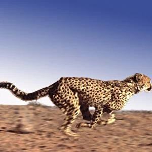 Cheetah CRH 757 RF M Running Acinonyx jubatus © Chris Harvey / ardea. com