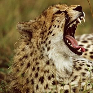 Cheetah - with mouth open - Masai Mara National Reserve - Kenya JFL03264