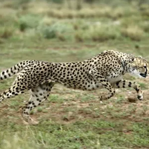 Cheetah de Nambia