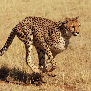 Guepardo - corriendo