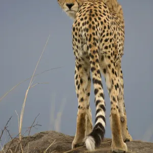 Cheetah - standing. Maasai Mara - Kenya - Africa