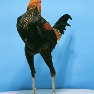 Chicken Brown & Red Fowl Cock Modern game breed