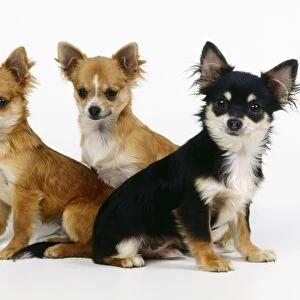 Chihuahua Dog - x3