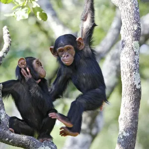 Chimpanzee Print, Pan troglodytes