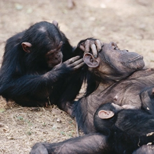 Chimpanzee - grooming Galahad grooming Gremlin & baby Gombe, Tanzania