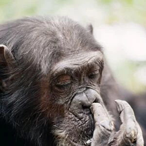 Chimpanzee - picking nose, "Gigi" female 39 yrs. Gombe, Tanzania, Africa