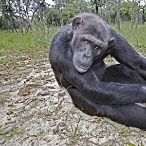 Chimpanzee - sitting. Chimfushi - Zambia
