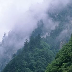 China Sichuan Province Wolong Reserve. (Stronghold of Giant Panda) Mixed Forest (Deciduous & Conifers)