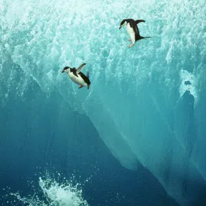 Penguins Collection: Chinstrap Penguin