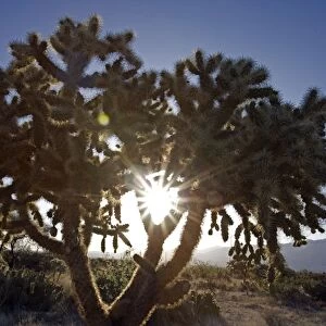 Cholla Cactus - Sonoran Desert - Arizona, USA