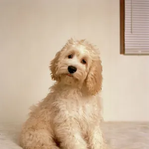 Popular Themes Poster Print Collection: Cockapoo