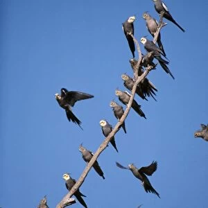 Cockatiels - male & female on branches & in flight Australia