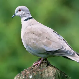 Collared Dove - On perch