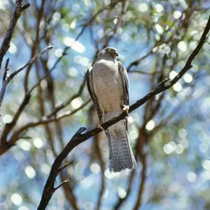 Collared Sparrowhawk Print Collared Sparrowhawk Print