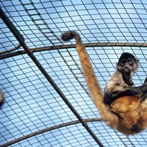 Columbian Brown Spider Monkey - showing use of prehensile tail