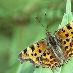 Comma Butterfly - on flower in garden