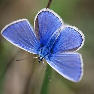 Common Blue Butterfly - male resting