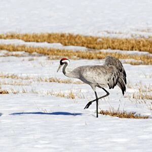 Common Crane - in snow - Sweden