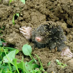 Common Mole Emerging from Ground Print Common Mole Emerging from Ground Print