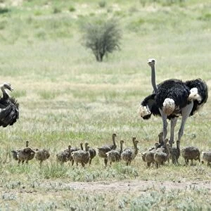 Common Ostrich - Male and female with chicks. Occurs throughout sub-Saharan Africa except for rainforests and central African belt of Brachystegia woodland (miombo). Kgalagadi Transfrontier Park, Northern Cape, South Africa