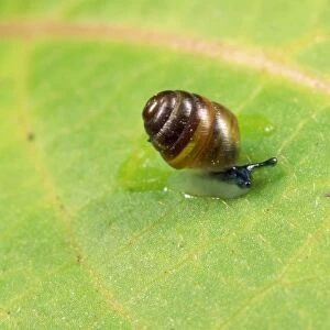 Common Pygmy Snail - 2mm in length - UK