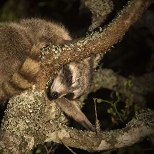 Common Raccoon - sleeping - Red Corral Ranch - Texas