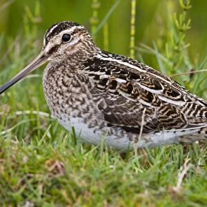 Common Snipe - Single adult on ground in vegetation, North Uist, Outer Hebrides, Scotland, UK
