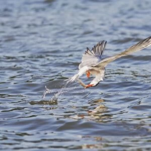 Common tern – takes fish Bedfordshire UK 004920