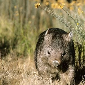 Common Wombat - Kosciuszko National Park, New South Wales, Australia, JPF03324