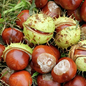 Conkers Close up Bedfordshire UK