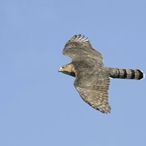 Cooper's Hawk - adult, in flight. Cape May, New Jersey, USA