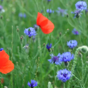 Corn / Field / Red POPPY - and Cornflowers (Centaurea cyanus) in meadow. Arable weeds. Alsace. France. Fm: Papaveraceae