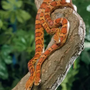Corn Snake Related