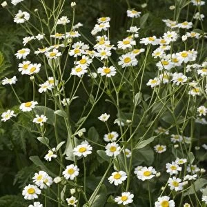 Costmary, or Alecost (Tanacetum balsamita). An old culinary and medicinal herb. Garden