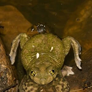 Nearctic Toads Cushion Collection: Arizona Toad