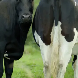 Cows Print - Two Friesian Heifers in a Green Pasture Cows Print - Two Friesian Heifers in a Green Pasture