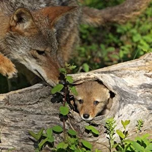 Coyote - Adult with 5 week old baby. Montana - USA
