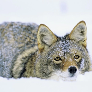 Coyote - in deep snow, winter. Western U. S. A