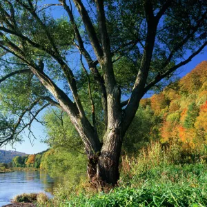 Crack Willow Tree - growing on river bank, autumn coloured landscape