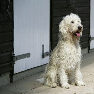 Cream labradoodle sitting in front of stables