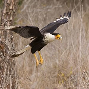 Crested Caracara - in flight South Texas in March
