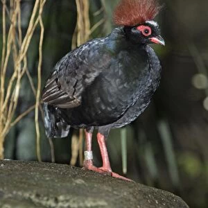 Crested Wood-partridge - male bird, Lower Saxony, Germany