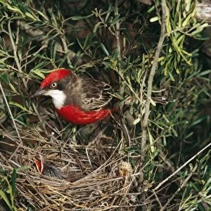 Crimson Chat At nest with young
