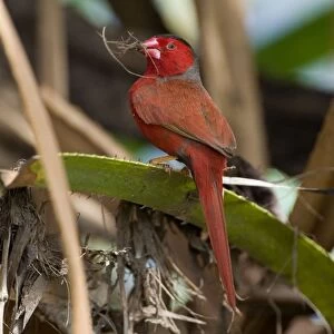 Crimson Finch - gathering grass for a nest Usually inhabits pandanus lined creeks but sometimes forages some distance away. This is the black-bellied subspecies phaeton