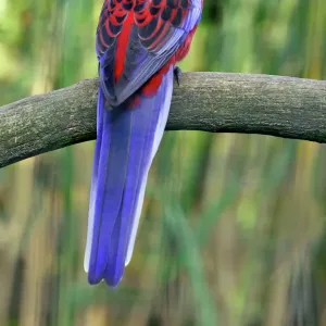 Crimson Rosella - perched on branch, Dortmund, Germany