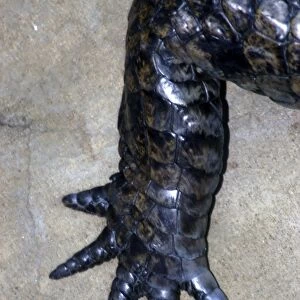 Crocodile hind foot